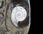 / Fossil Orthoceras & Goniatite Plate - Stoneware #36364-1